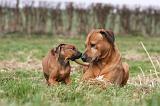 RODESIAN RIDGEBACK 075